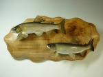 【004】魚種名：「鮎剥製２匹掛け」　サイズ：左２３．５�p　右２２．５�p　売約済み