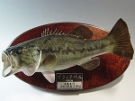 【009】魚種名：「ブラックバス剥製」　サイズ：４４�p　売約済み