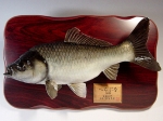 【005】魚種名：「ヘラブナ剥製」　サイズ：３８�p　売約済み