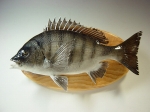 【012】魚種名：「黒鯛剥製」　サイズ：３７�p　41,800円