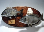 【011】魚種名：「黒鯛剥製２匹掛け」　サイズ：左２５�p　右２９�p　67,800円