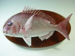 【015】魚種名：「マダイ剥製」　サイズ：４０�p　売約済み