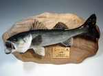 【010】魚種名：「シーバス剥製」　サイズ：６１�p　売約済み