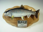 【001】魚種名：「アマゴ剥製」　サイズ：２６�p　売約済み